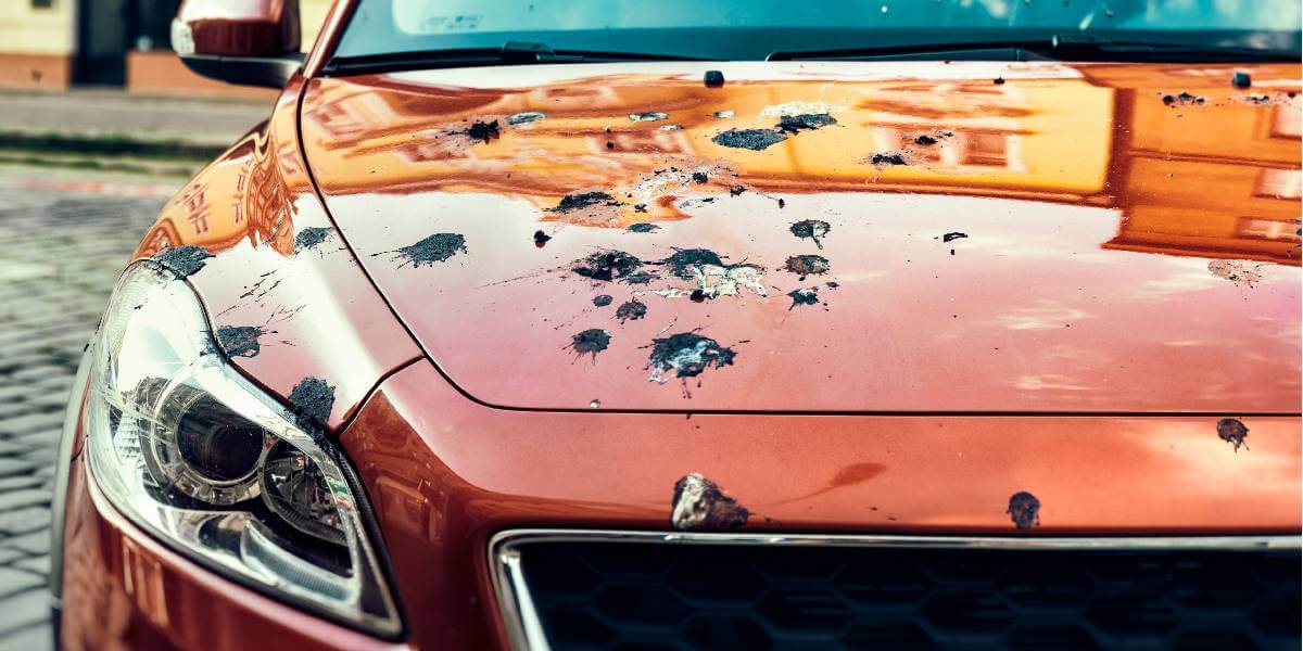 bird droppings on car